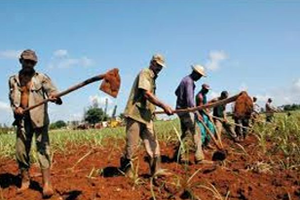 Tarımda Küba Modeli