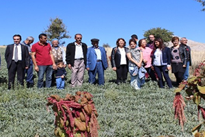 İlk Tıbbi Adaçayı Hasadı Yapıldı