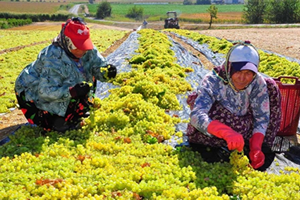 Üzüm Üreticisi TARİŞ e Tepkili