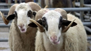 Kurbanlık Alacaklar DİKKAT