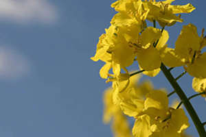 100 Bin Ton Üretiliyor Ama Raflarda Yok