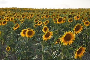 Ayçiçeğinde TZOB un Talebi Karşılandı