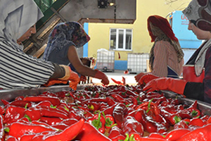 İnegöl den Hollanda ya Salça İhracatı