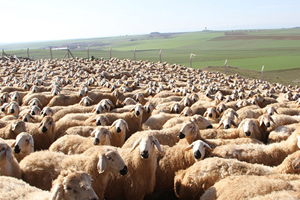 Küçükbaş Hayvan Sayısı Arttı