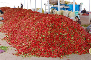 Şanlıurfa ve Kahramanmaraş a Yeni Rakip