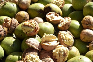 Aşırı Sıcaklar Cevizleri Erken Olgunlaştırdı