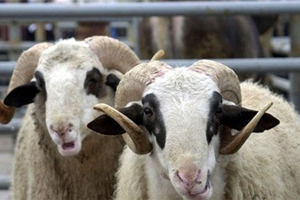 Bir Sürü Umutları Oldu