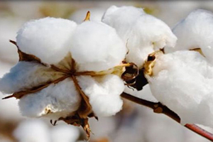 GAP ın Meyvesi Beyaz Altın