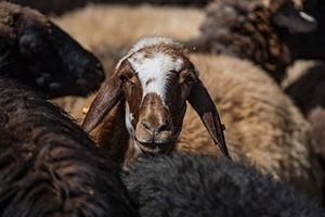 Kurban Pazarlarının Gözdesi Küçükbaşlar