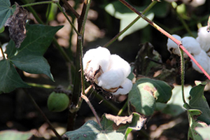 Pamukta Yeni Tarım Politikasına İhtiyaç Var