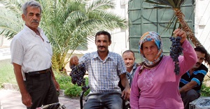 Yazır Üzümü Lezzetiyle İlgi Çekiyor