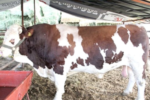 2 Ton 200 Kiloluk Kurbanlıkla Rekorunu Yeniledi