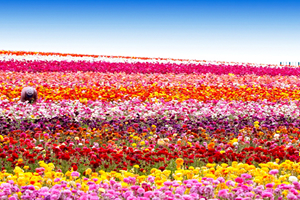 Çiçek Üretimi Doğuya Kayıyor