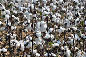 Çiftçiler Pamukta Daha Fazla Destek İstiyor