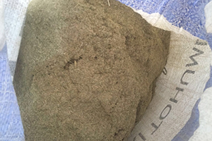 Çölyaklıların Umudu Karabuğdayda İlk Hasat