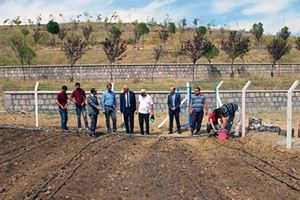 İlk Salep Tarlaya Ekildi