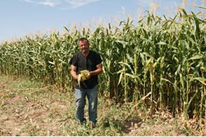 Kulu da Silaj Mısırı Bereketi