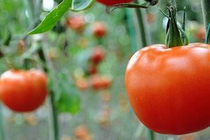 Mantar İle Aşılanan Domateste Verim ve Kalite Arttı