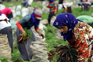 Mevsimlik Tarım İşçileri Bursa dan Kaçıyor