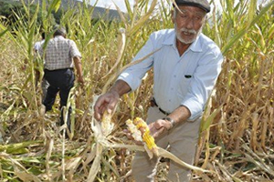 Aydın da Domuz İstilası