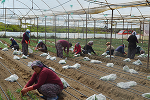 Bin 974 Nüfuslu Köy Yılda 70 Milyon TL`lik Kesme Çiçek Üretiyor