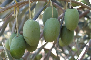 Silifke Zeytin Üretiminde de İddialı