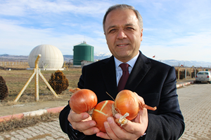 Çürüyen Kırmızı Altın Elektriğe Dönüşecek