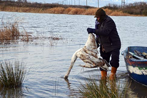 Bafra da Kanatlı Hayvan Ölümleri