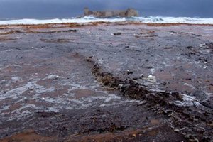 Mersin de Selin Zararı Belli Oldu