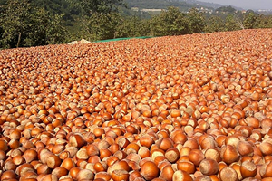 Fındık 1 5 Ay Sonra 25 Kuruş Arttı