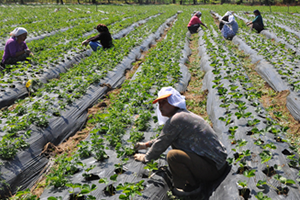 Tarım ÜFE Aralık ta Arttı