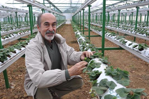 Aydınlı Emekli profesör çilek Üreticisi Oldu