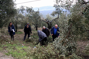 Kar Zeytin Ağaçlarını Budadı