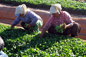 Ege nin Tütün İhracatı 1 Milyar Doları Aştı