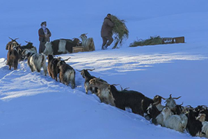 Besicilerin Kara Kışta Zorlu Yolculuğu