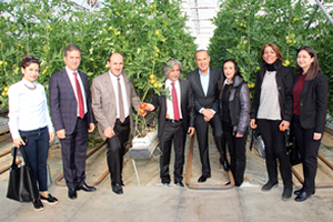 Adana da İlk Topraksız Domates Hasadı