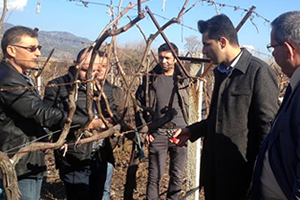 Buharkent te Üzüm Üreticilerine Eğitim Verildi