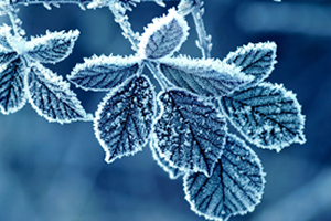 Zirai Don Bekleniyor