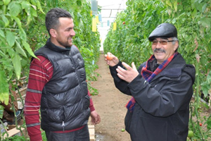Jeotermal Su İle Isıtılan Seralar Çiftçi nin Yüzünü Güldürüyor
