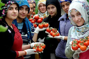 Eksi 46 Derece de Domates Yetişir Mi