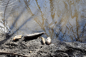 Balık Ölümlerinin Devam Etmesi Endişeyi Arttırıyor