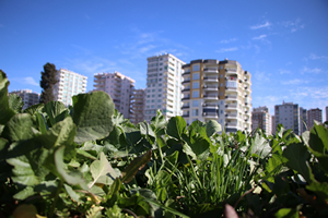 Adana da 200 Bin Hektar Tarımsal Alan Tehdit Altında
