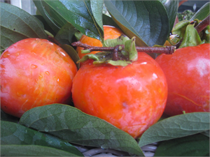 Sermayecik Köyünde Trabzon Hurması Yetiştirilecek