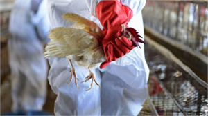 Kuş Gribi Kapıya Dayandı