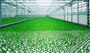 Fujitsu dan Bulut Tabanlı Akıllı Sera