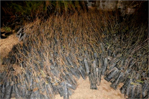 Van da Ücretsiz 10 Bin Fidan Dağıtıldı