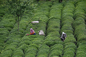 Türk Çayı 86 Ülkeye Satıldı