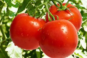 Domates Fiyatları Üreticiyi Memnun Etti