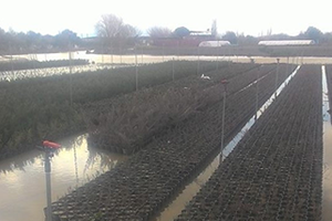 Ekili Alanlar Su Altında Kaldı