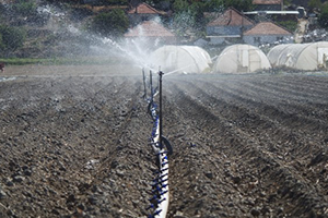 Ispanaklara Yağmurlama Sulama